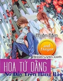 Hoa Tử Đằng Nở Đầy Trên Hàng Rào